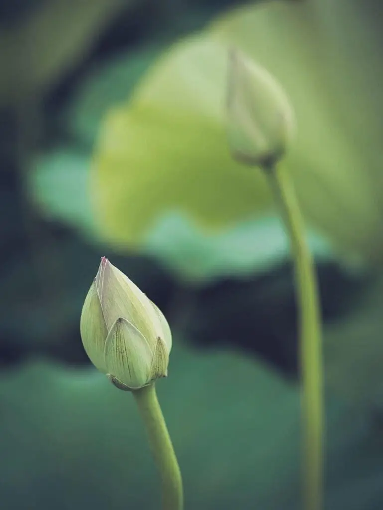 japan, lotus, bud, flower background, beautiful flowers, flowers, nature, flower wallpaper, buddhism, spiritual, kumamoto