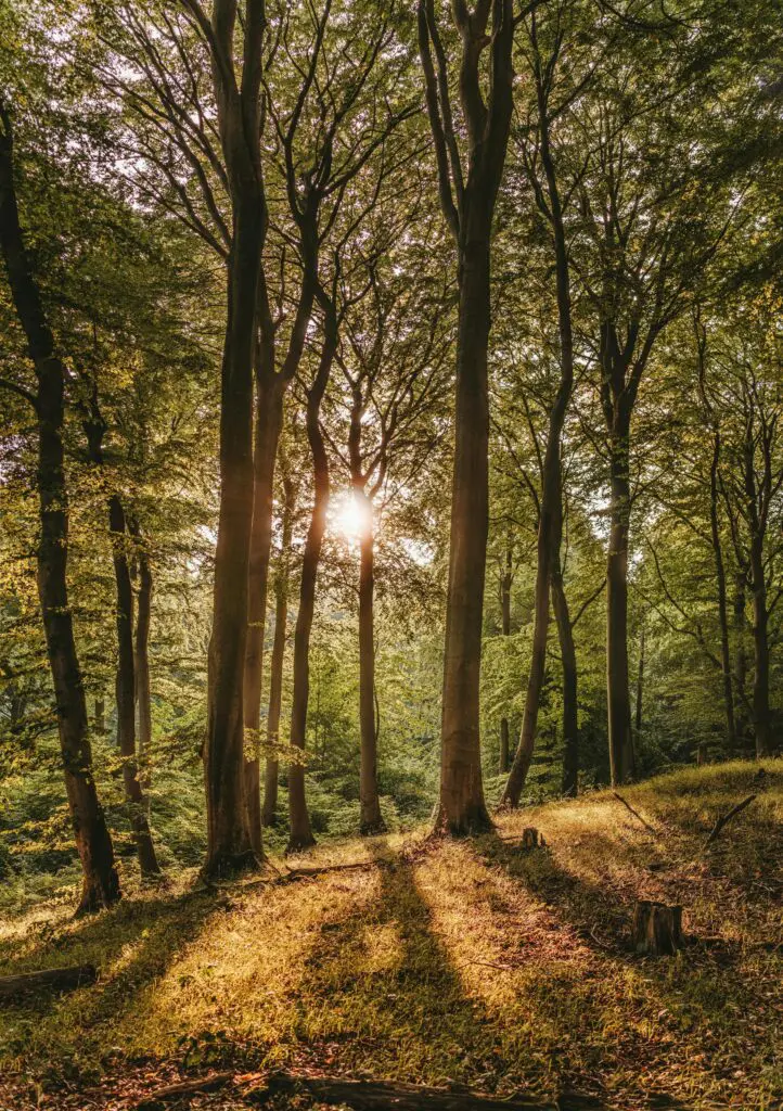 pexels-photo-1459534-1459534 A tranquil forest with sunlight filtering through tall trees, creating a warm glow and serene ambiance.