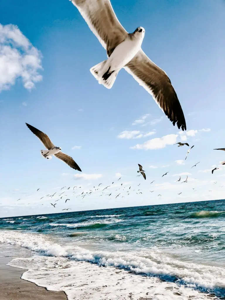 Seagulls flying over a sunny beach with waves crashing onto the shore.