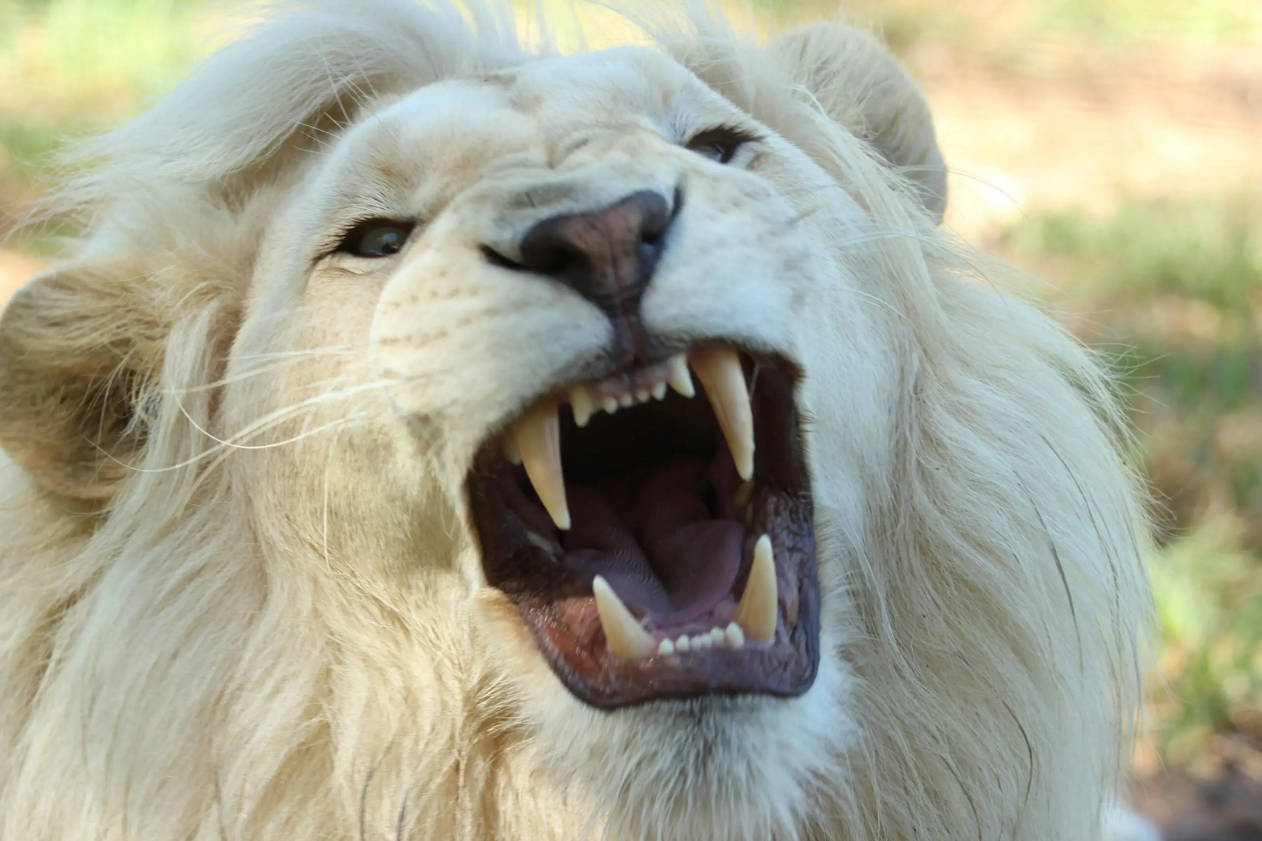 Close-up of a roaring white lion showing sharp teeth, captured in a wildlife setting.