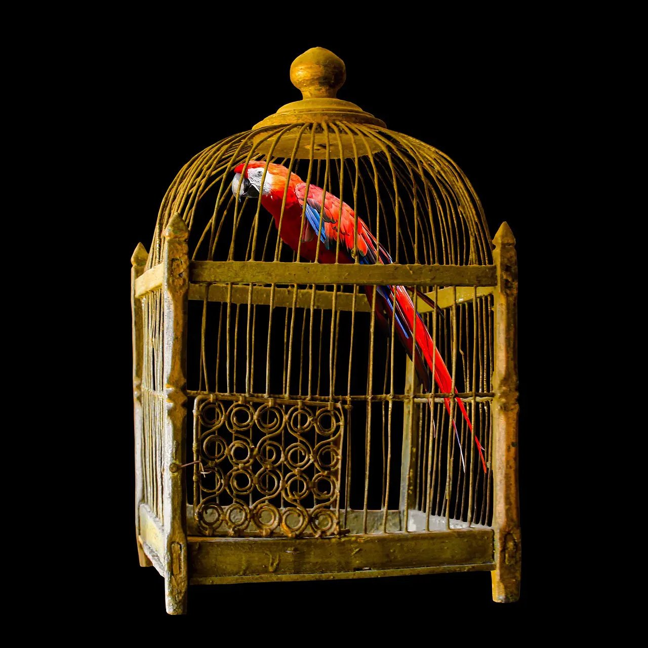 animals, parrot, cage, locked, freedom, nature, exotic, golden cage